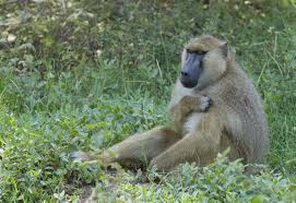 baboon in grass
