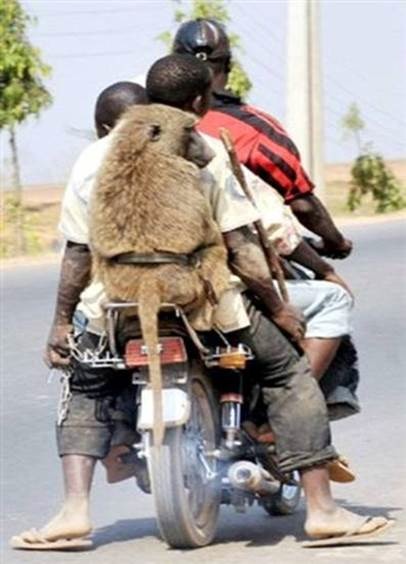baboon on a bike